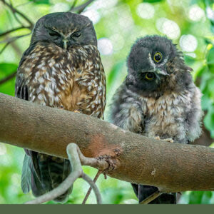 Morepork Owl - Pack of 10 fridge magnet postcards