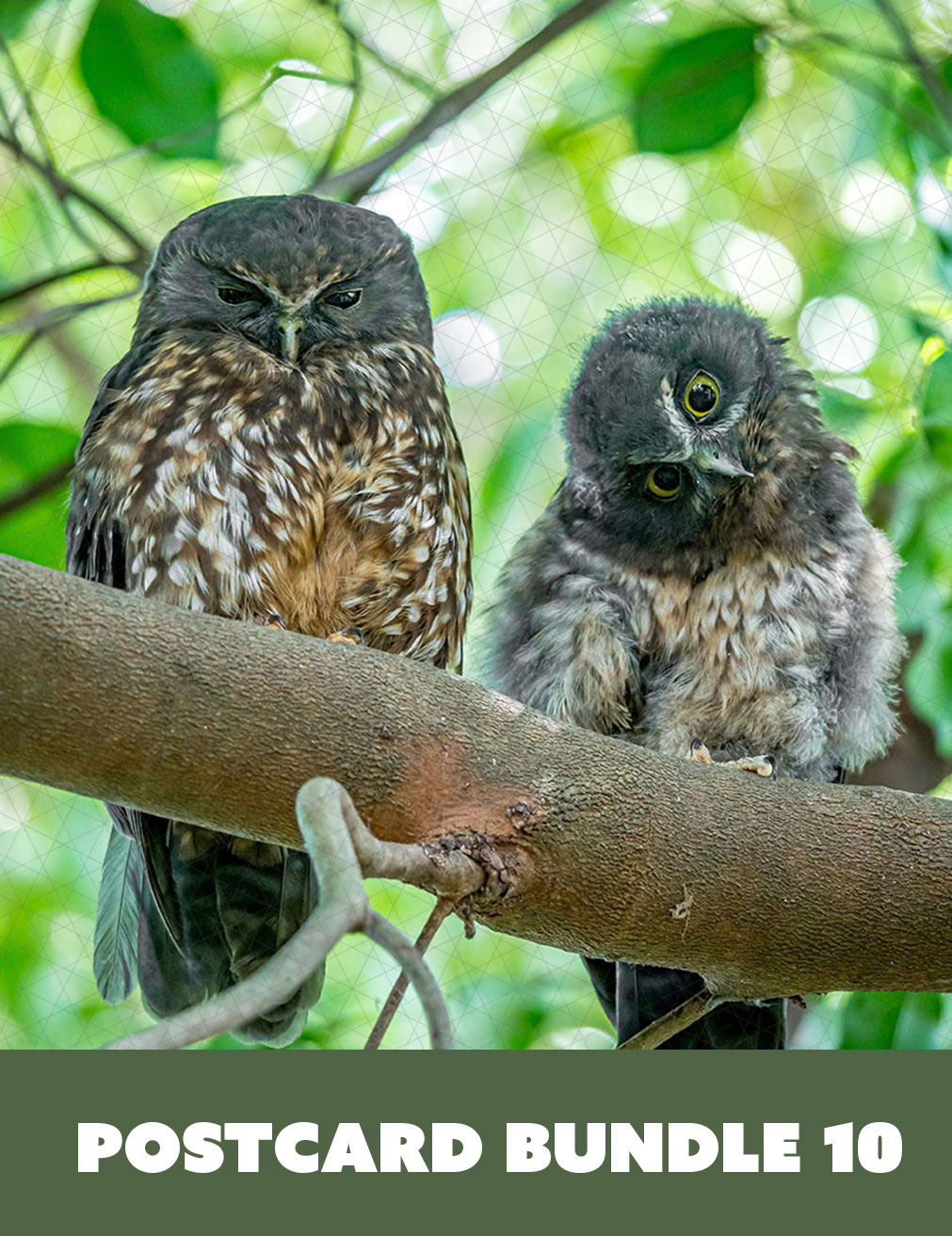 Morepork Owl - Pack of 10 fridge magnet postcards