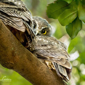 Morepork/Ruru Chicks