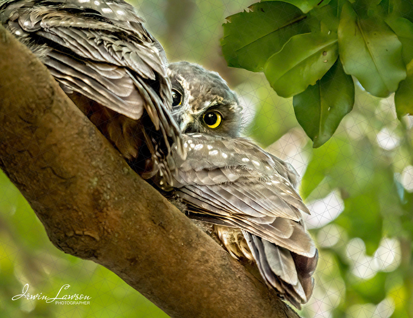 Morepork/Ruru Chicks