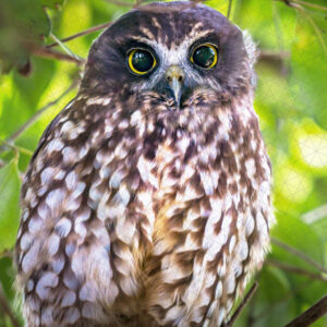 Morepork/Ruru Female