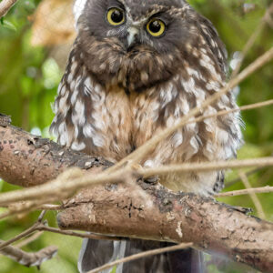 Morepork/Ruru Female Parent - Huia