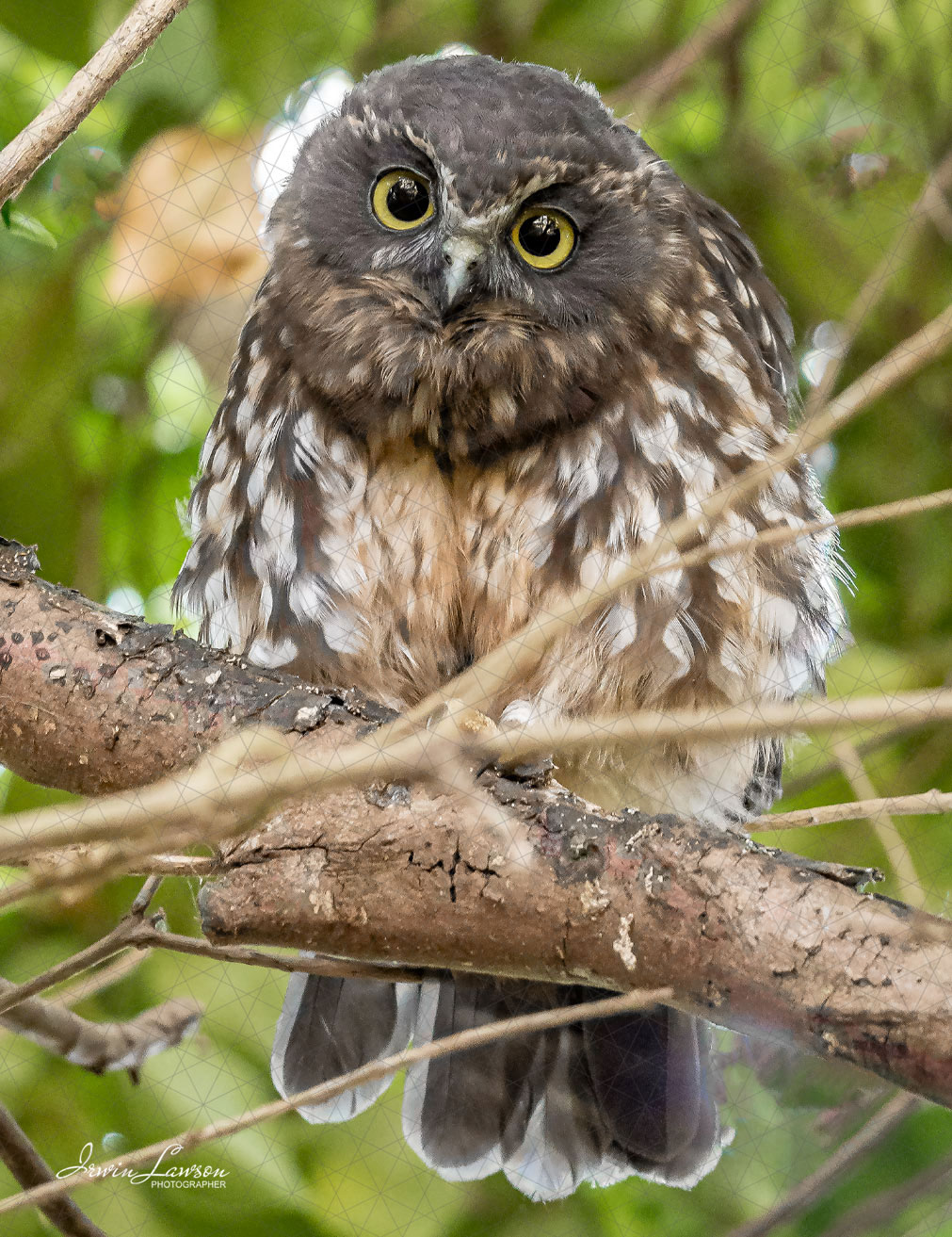 Morepork/Ruru Female Parent - Huia