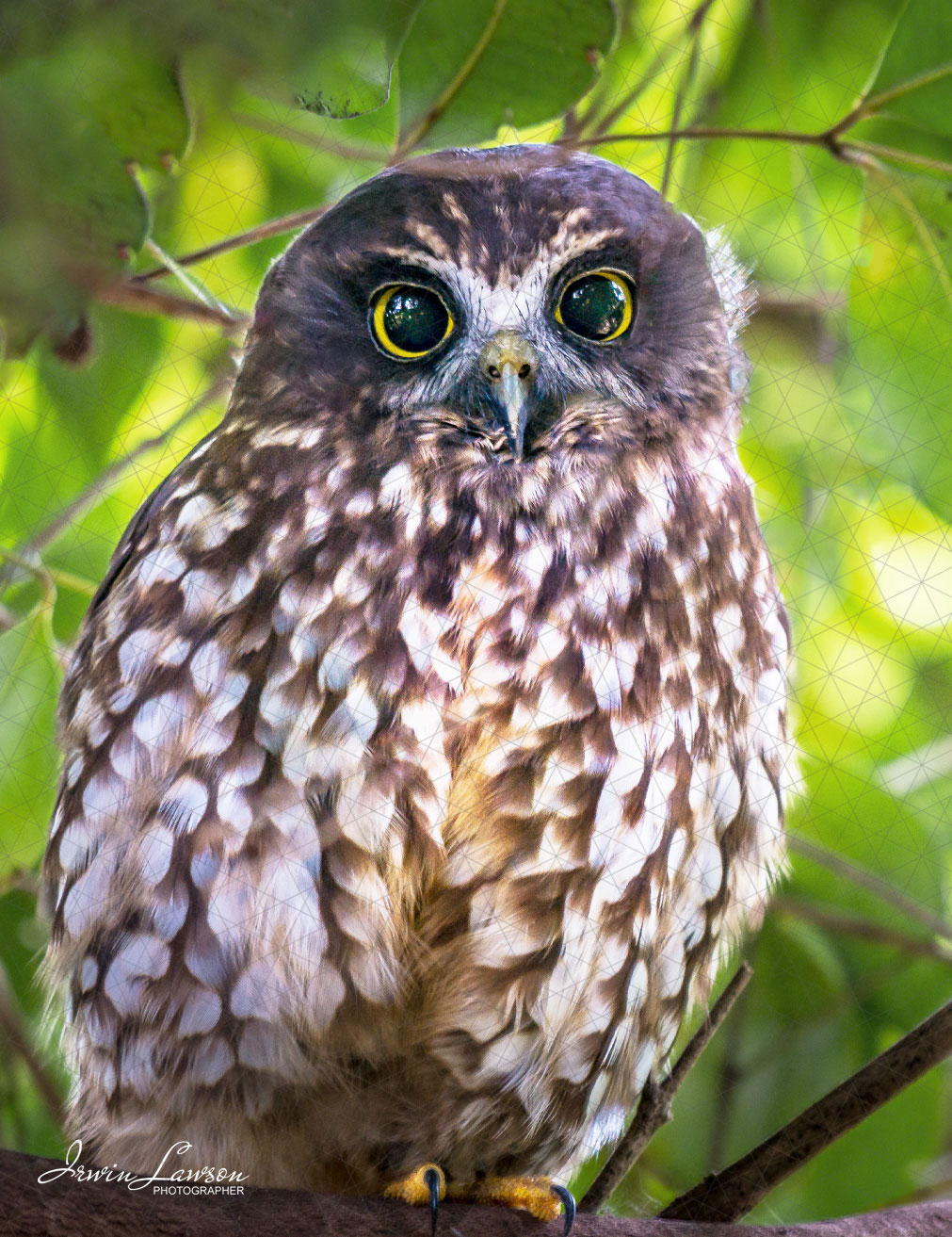 Morepork/Ruru Female