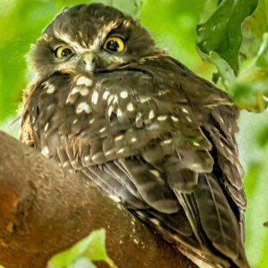 Morepork/Ruru Male - The Bandit