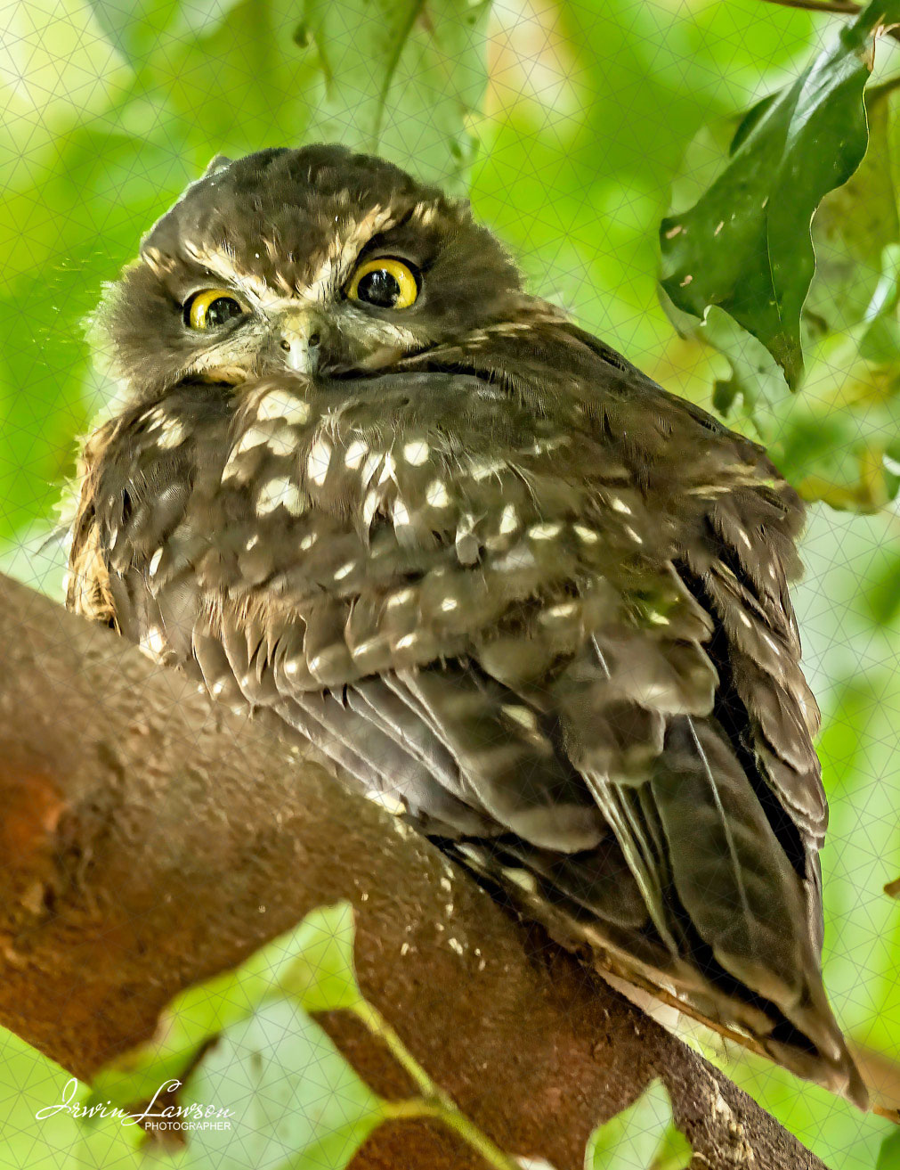 Morepork/Ruru Male - The Bandit