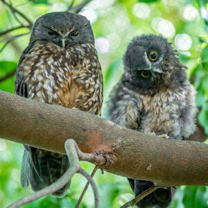 New Zealand Morepork/Ruru Owl Mother and Chick