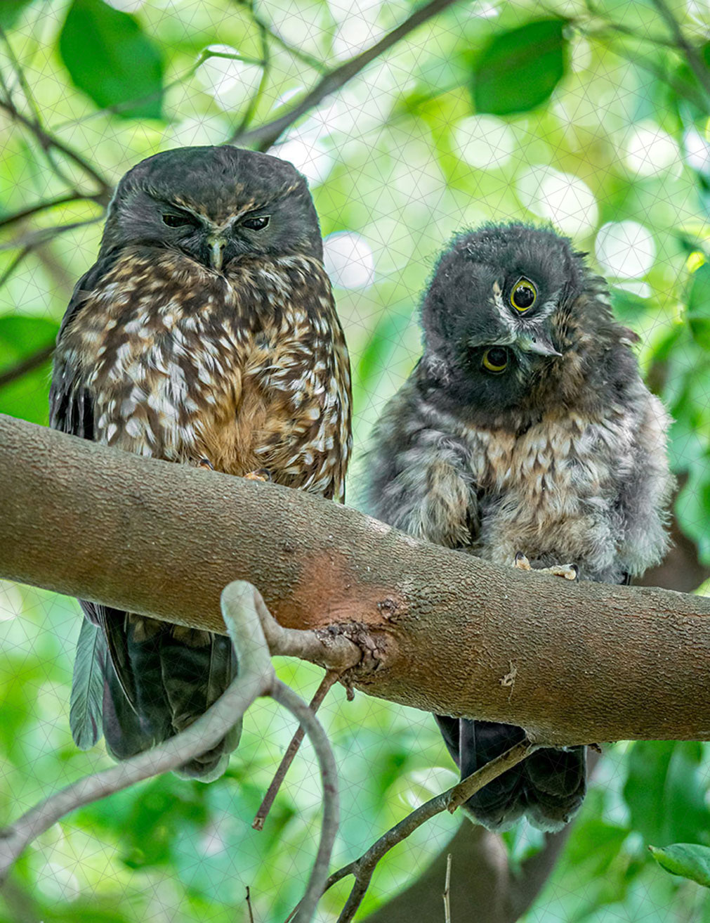 New Zealand Morepork/Ruru Owl Mother and Chick