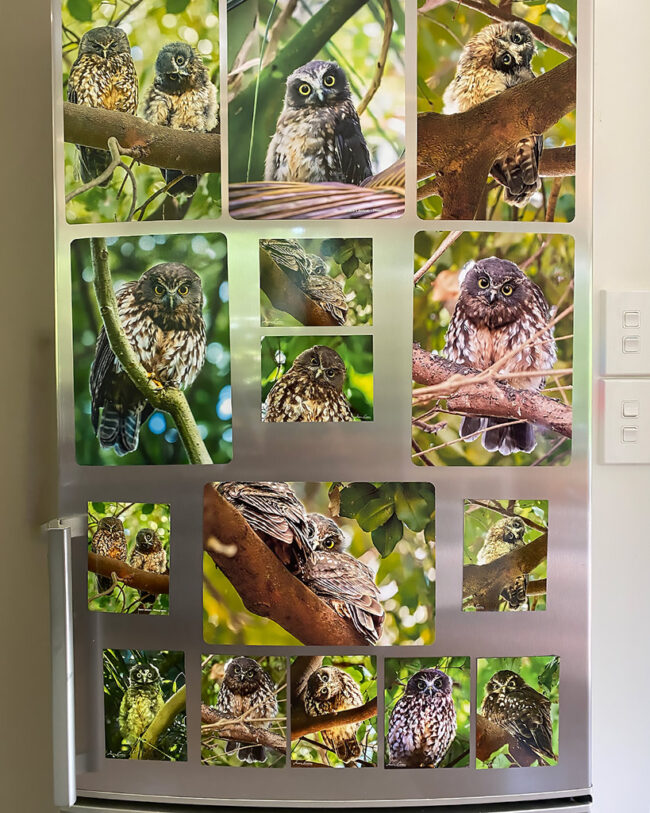 moreporks new zealand owls