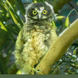 Close up wildlife photographs of a native New Zealand Morepork Ruru owl in a bundle of 5 fridge magnet images.