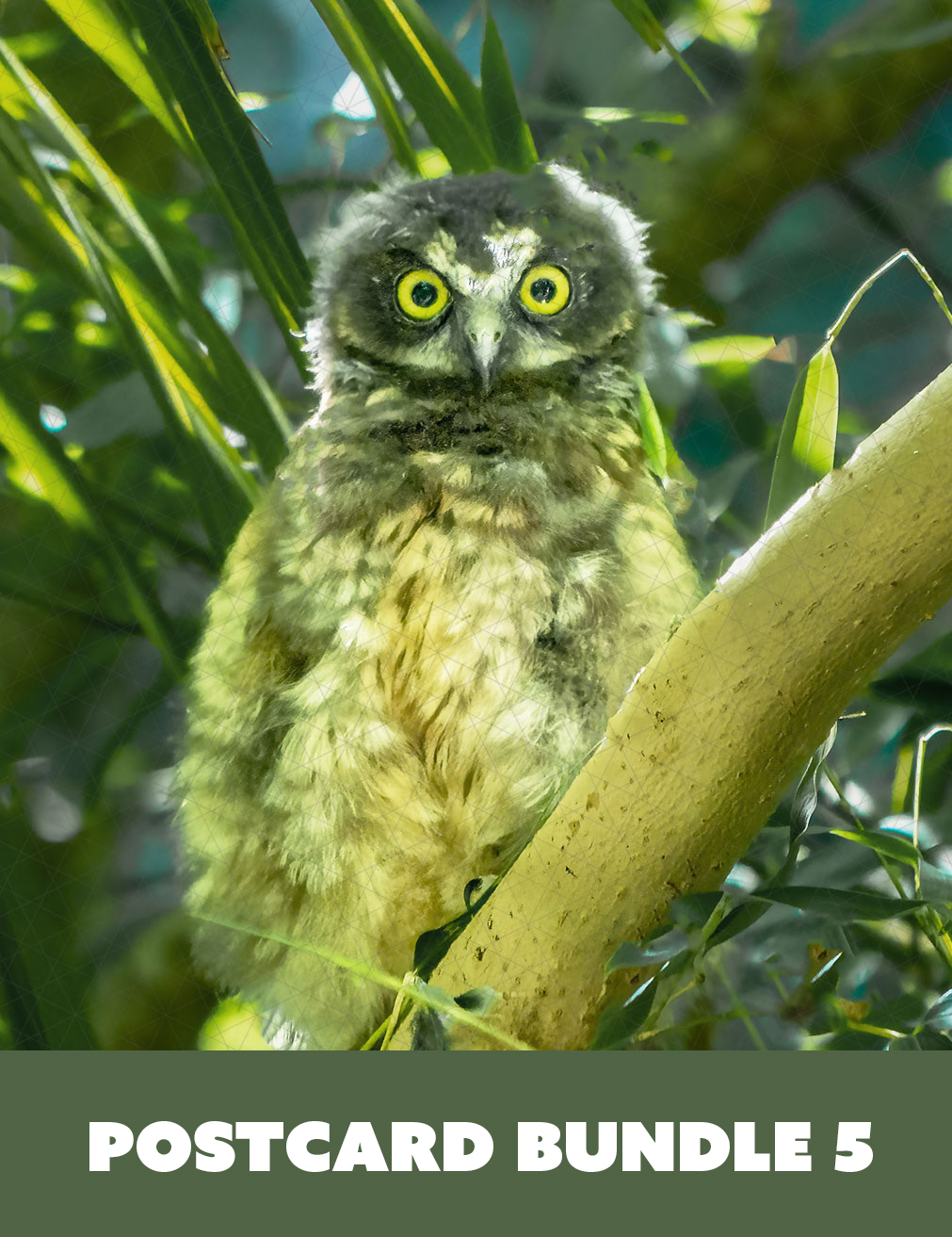 Close up wildlife photographs of a native New Zealand Morepork Ruru owl in a bundle of 5 fridge magnet images.
