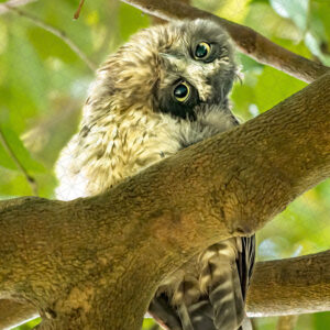 Morepork/Ruru Curious Chick