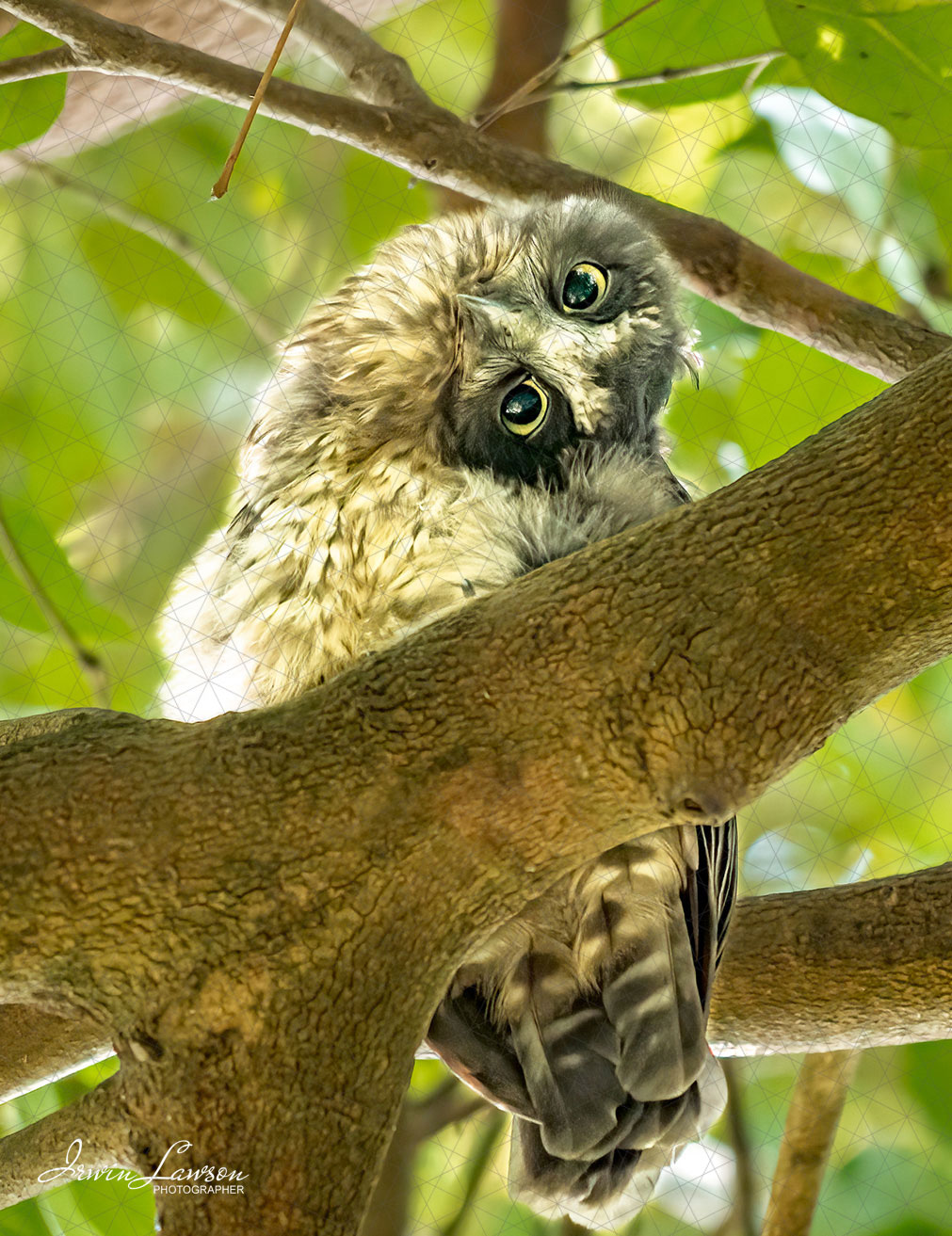 Morepork/Ruru Curious Chick
