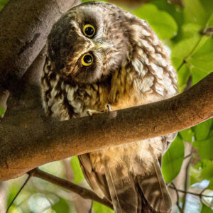 Morepork/Ruru Female Parent - Huia