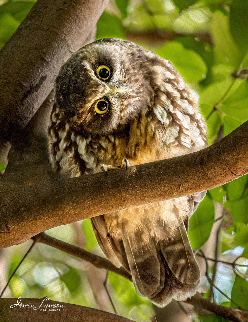 Morepork/Ruru Female Parent - Huia