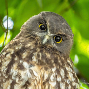 Morepork/Ruru Female - Huia