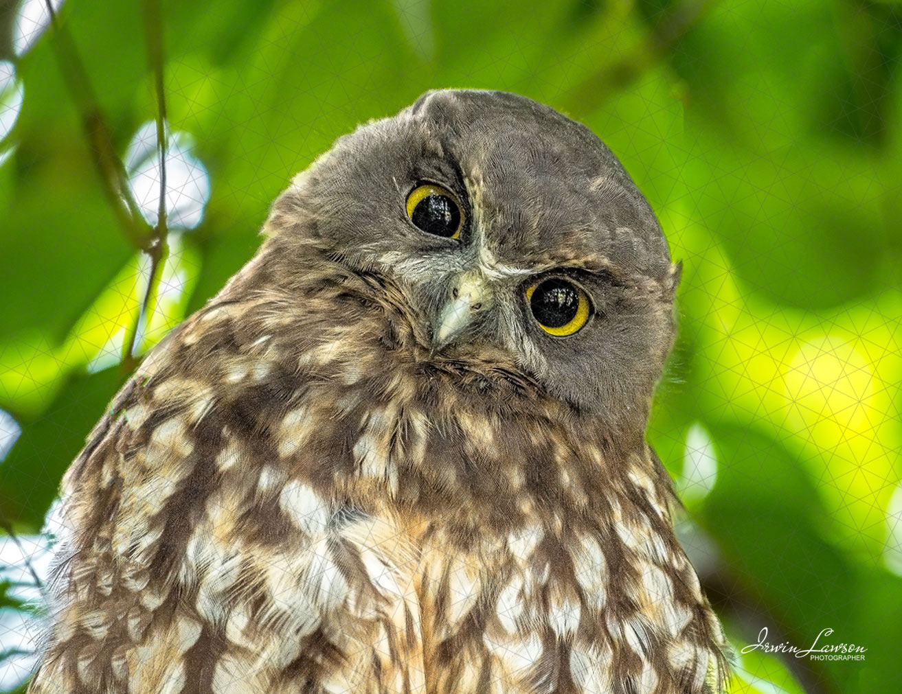 Morepork/Ruru Female - Huia